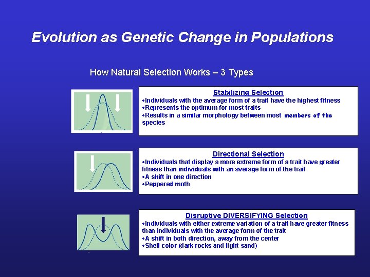 Evolution as Genetic Change in Populations How Natural Selection Works – 3 Types Stabilizing