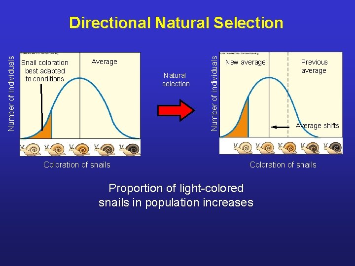 Snail coloration best adapted to conditions Average Natural selection Coloration of snails Number of