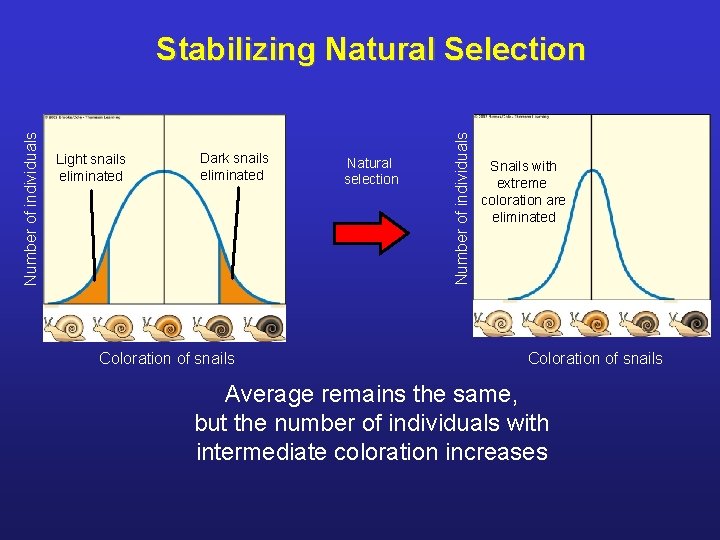 Light snails eliminated Dark snails eliminated Coloration of snails Natural selection Number of individuals