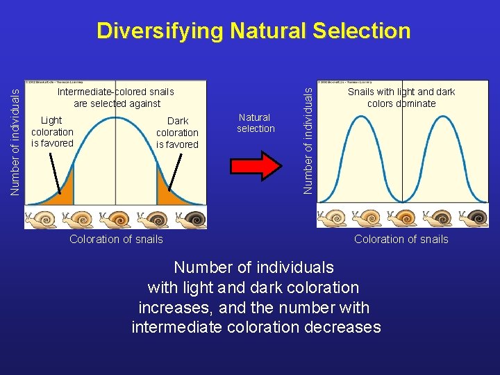 Intermediate-colored snails are selected against Light coloration is favored Dark coloration is favored Coloration
