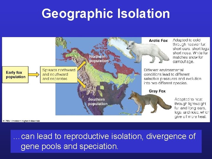 Geographic Isolation …can lead to reproductive isolation, divergence of gene pools and speciation. 