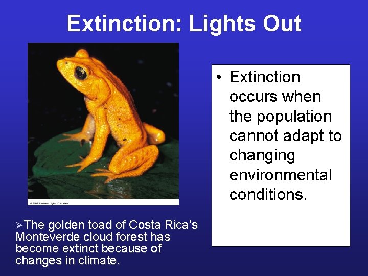 Extinction: Lights Out • Extinction occurs when the population cannot adapt to changing environmental