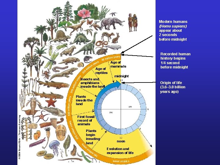 Modern humans (Homo sapiens) appear about 2 seconds before midnight Age of reptiles Insects