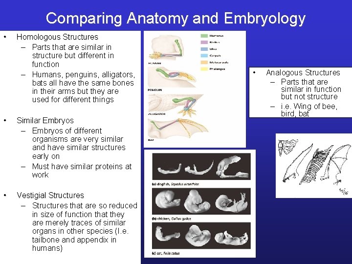 Comparing Anatomy and Embryology • Homologous Structures – Parts that are similar in structure
