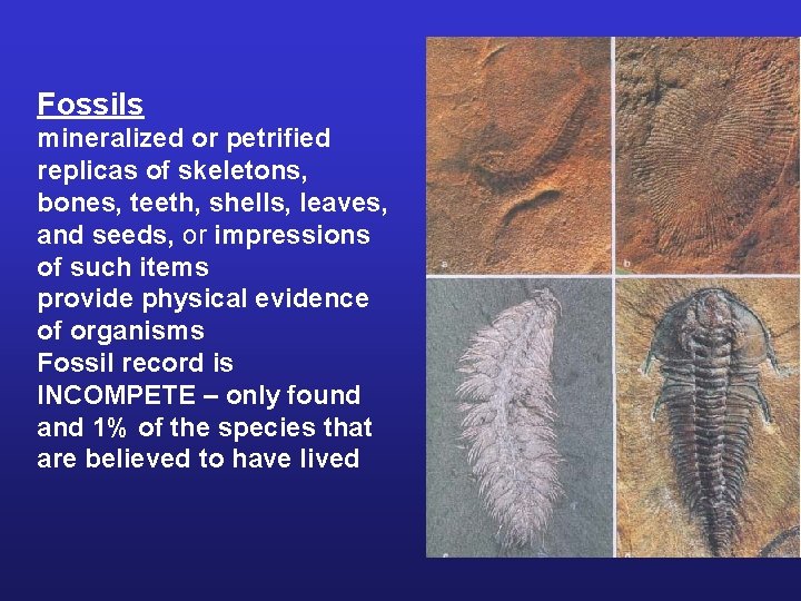 Fossils mineralized or petrified replicas of skeletons, bones, teeth, shells, leaves, and seeds, or