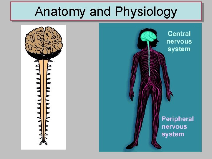 Anatomy and Physiology 