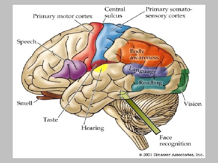 Brain Structure 