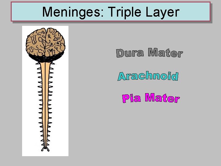 Meninges: Triple Layer 