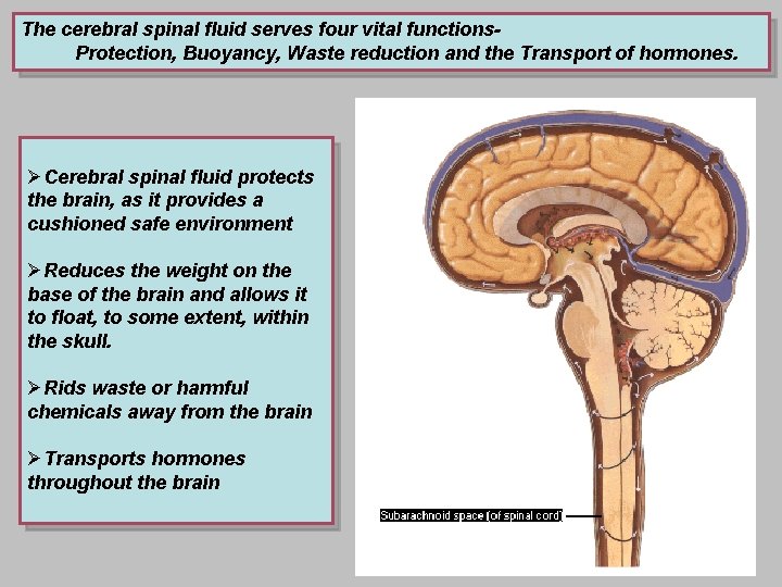 The cerebral spinal fluid serves four vital functions. Protection, Buoyancy, Waste reduction and the