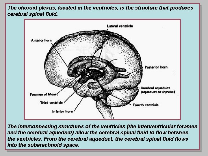 The choroid plexus, located in the ventricles, is the structure that produces cerebral spinal