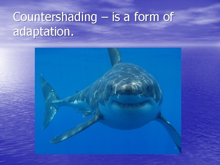 Countershading – is a form of adaptation. 