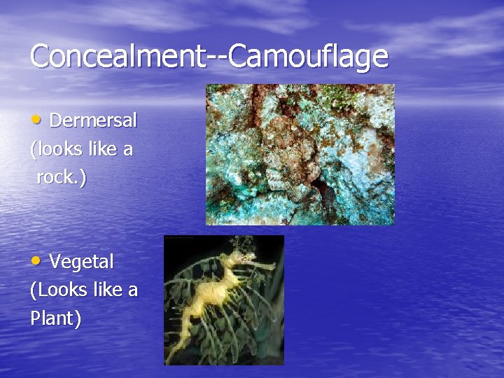 Concealment--Camouflage • Dermersal (looks like a rock. ) • Vegetal (Looks like a Plant)