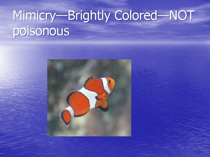 Mimicry—Brightly Colored—NOT poisonous 
