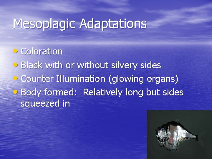 Mesoplagic Adaptations • Coloration • Black with or without silvery sides • Counter Illumination