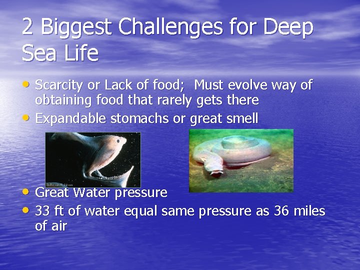 2 Biggest Challenges for Deep Sea Life • Scarcity or Lack of food; Must