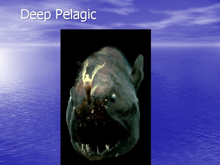 Deep Pelagic 
