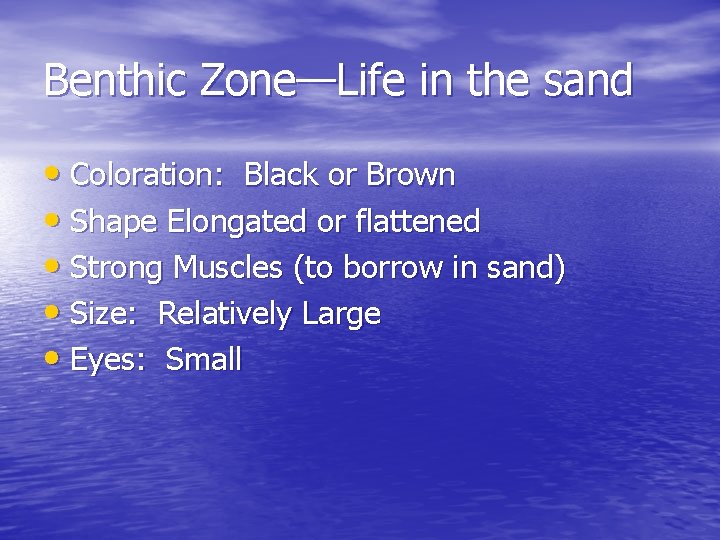 Benthic Zone—Life in the sand • Coloration: Black or Brown • Shape Elongated or