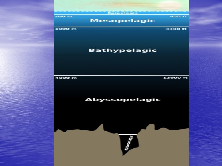 The Ocean Habitat The largest habitat on Earth