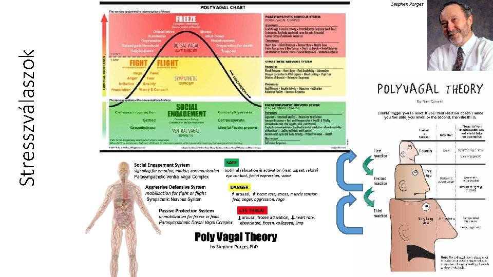 Stresszválaszok Stephen Porges 