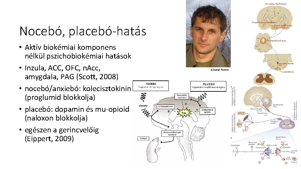 Nocebó, placebó-hatás • Aktív biokémiai komponens nélkül pszichobiokémiai hatások • Inzula, ACC, OFC, n.