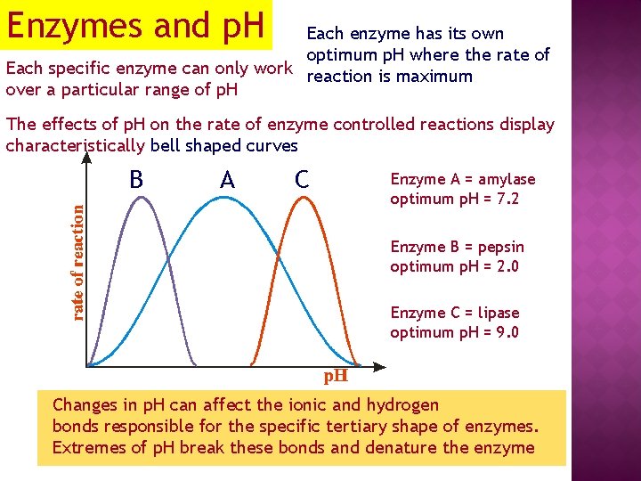 Enzymes and p. H Each enzyme has its own optimum p. H where the