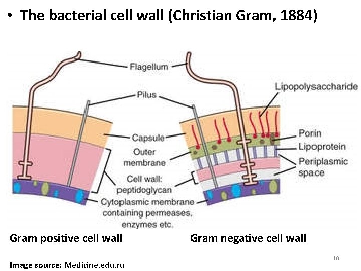  • The bacterial cell wall (Christian Gram, 1884) Gram positive cell wall Image