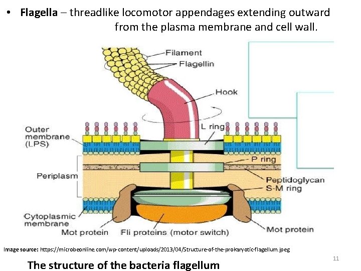  • Flagella – threadlike locomotor appendages extending outward from the plasma membrane and