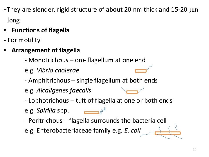 -They are slender, rigid structure of about 20 nm thick and 15 -20 µm
