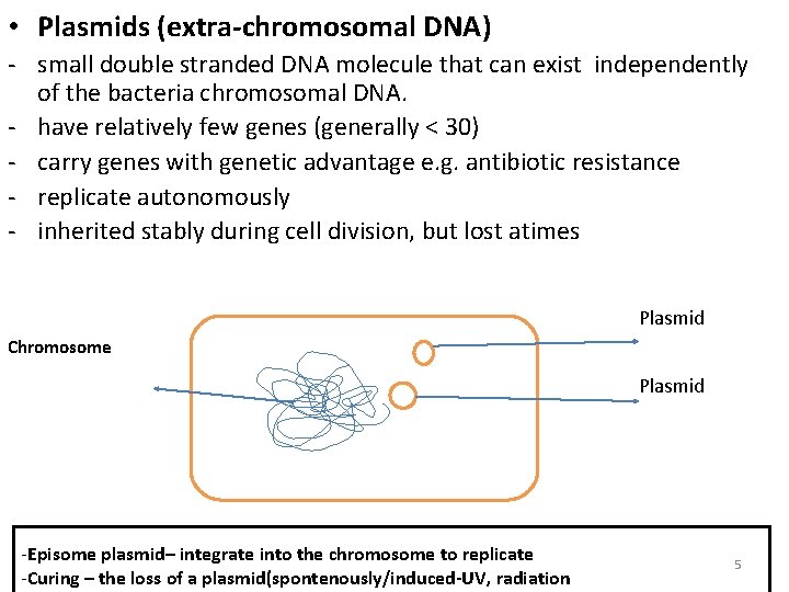  • Plasmids (extra-chromosomal DNA) - small double stranded DNA molecule that can exist