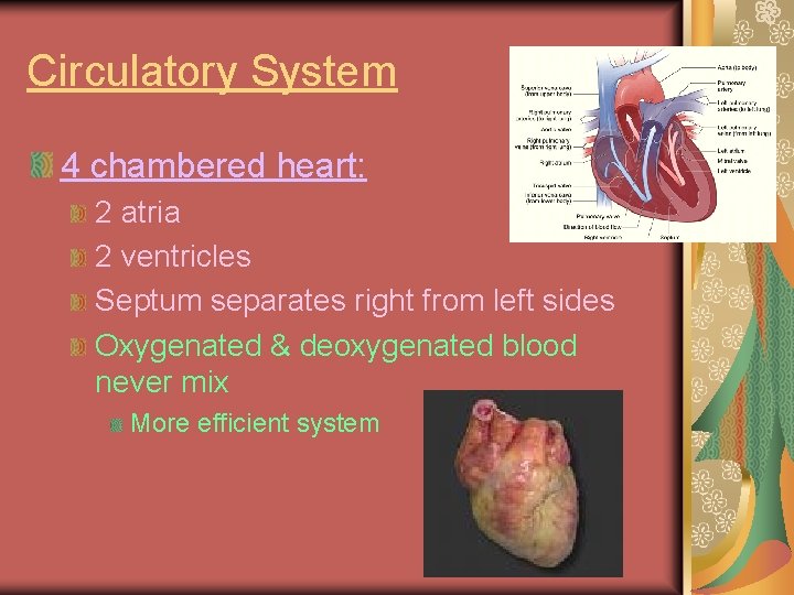 Circulatory System 4 chambered heart: 2 atria 2 ventricles Septum separates right from left