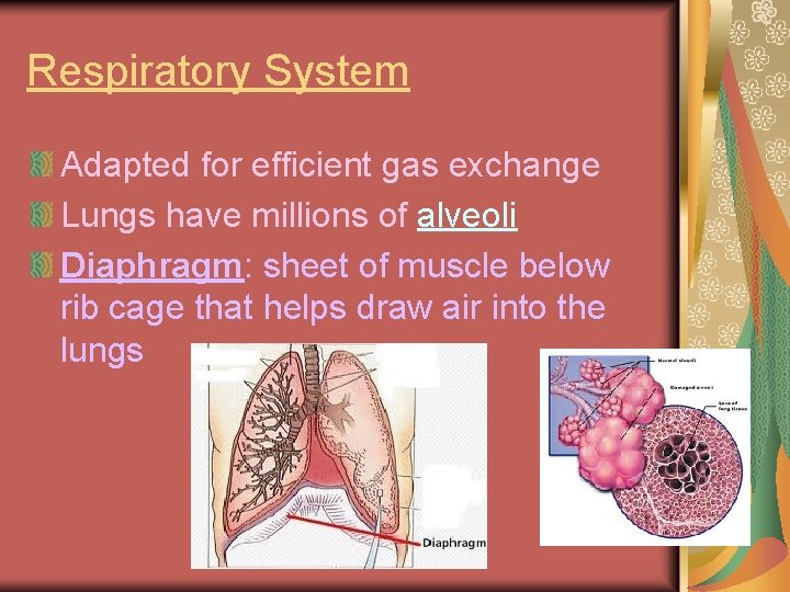 Respiratory System Adapted for efficient gas exchange Lungs have millions of alveoli Diaphragm: sheet