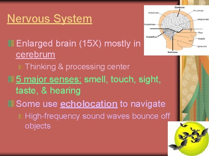 Nervous System Enlarged brain (15 X) mostly in cerebrum Thinking & processing center 5