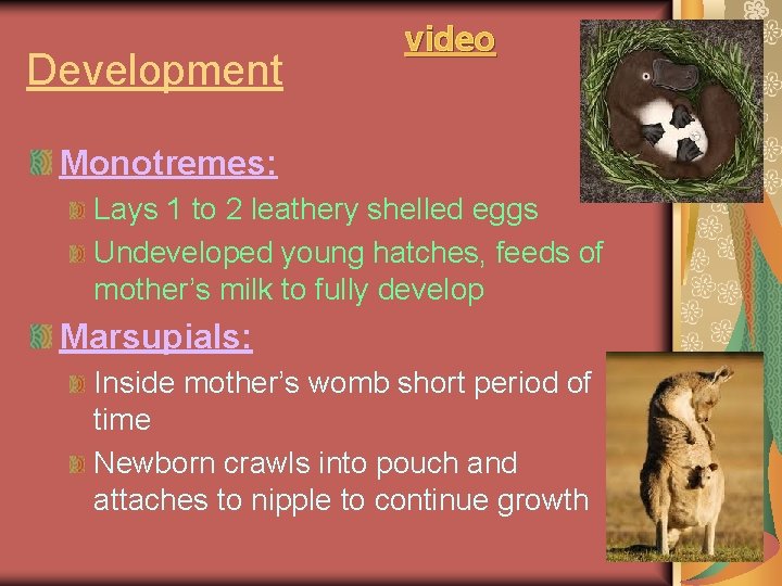 Development video Monotremes: Lays 1 to 2 leathery shelled eggs Undeveloped young hatches, feeds