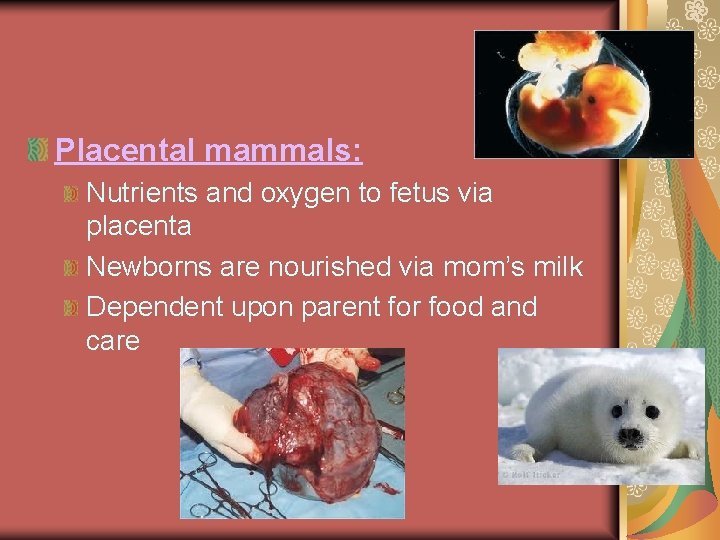 Placental mammals: Nutrients and oxygen to fetus via placenta Newborns are nourished via mom’s