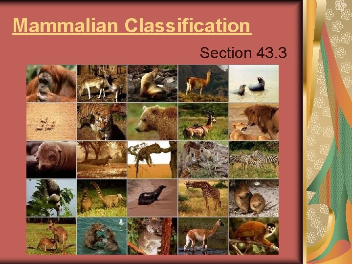 Mammalian Classification Section 43. 3 