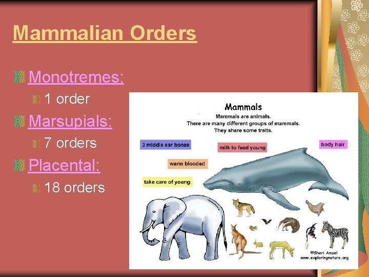 Mammalian Orders Monotremes: 1 order Marsupials: 7 orders Placental: 18 orders 