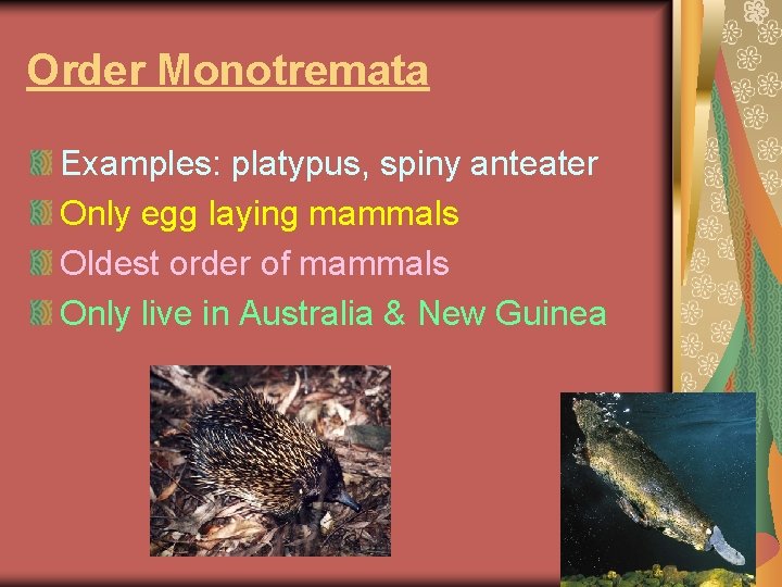 Order Monotremata Examples: platypus, spiny anteater Only egg laying mammals Oldest order of mammals