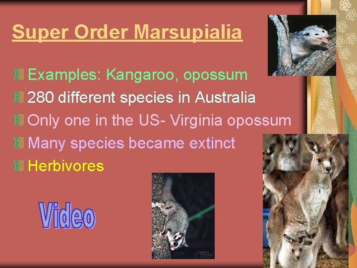 Super Order Marsupialia Examples: Kangaroo, opossum 280 different species in Australia Only one in