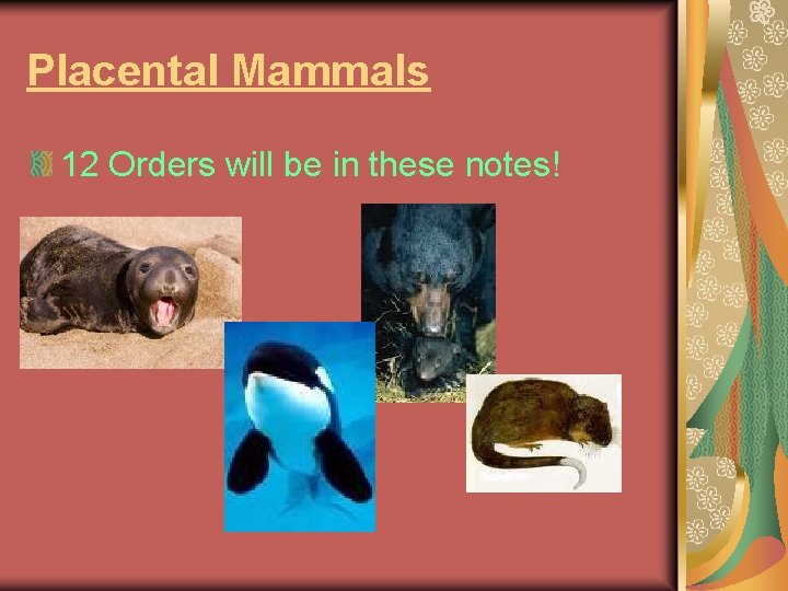 Placental Mammals 12 Orders will be in these notes! 