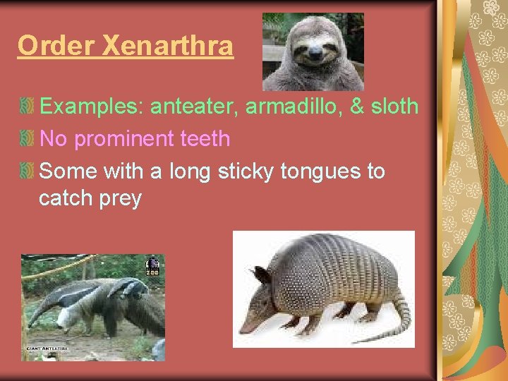 Order Xenarthra Examples: anteater, armadillo, & sloth No prominent teeth Some with a long