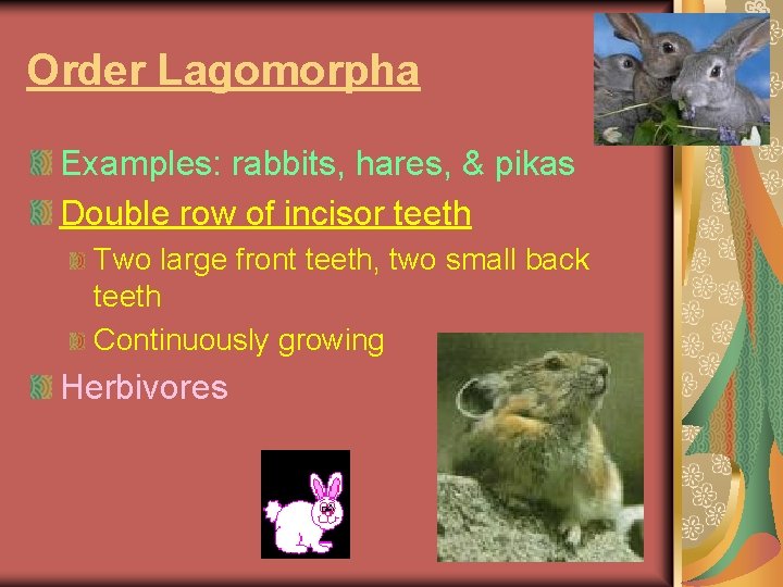 Order Lagomorpha Examples: rabbits, hares, & pikas Double row of incisor teeth Two large