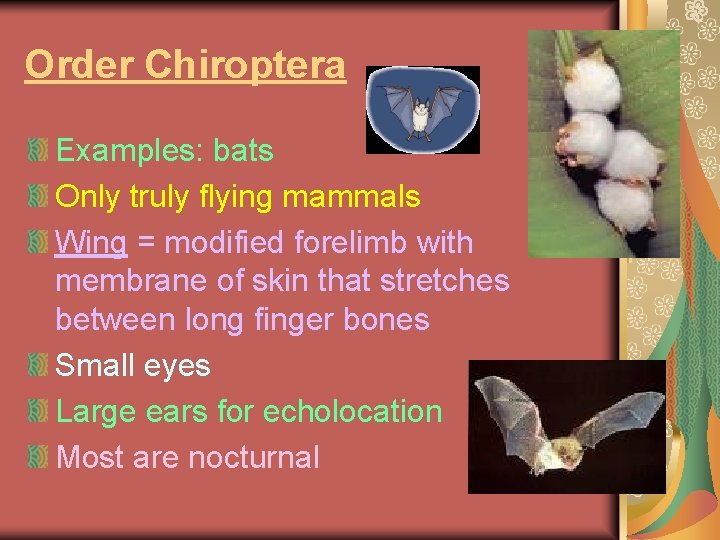 Order Chiroptera Examples: bats Only truly flying mammals Wing = modified forelimb with membrane