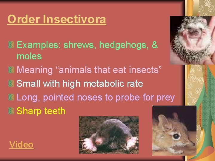 Order Insectivora Examples: shrews, hedgehogs, & moles Meaning “animals that eat insects” Small with