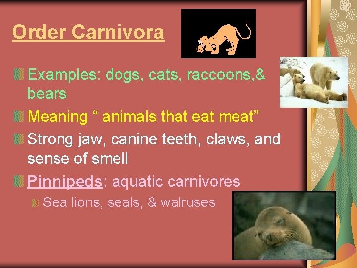 Order Carnivora Examples: dogs, cats, raccoons, & bears Meaning “ animals that eat meat”