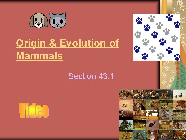 Origin & Evolution of Mammals Section 43. 1 