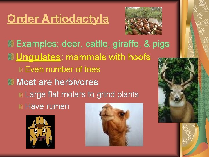 Order Artiodactyla Examples: deer, cattle, giraffe, & pigs Ungulates: mammals with hoofs Even number