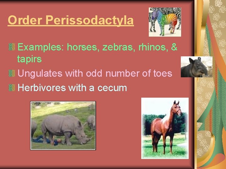 Order Perissodactyla Examples: horses, zebras, rhinos, & tapirs Ungulates with odd number of toes