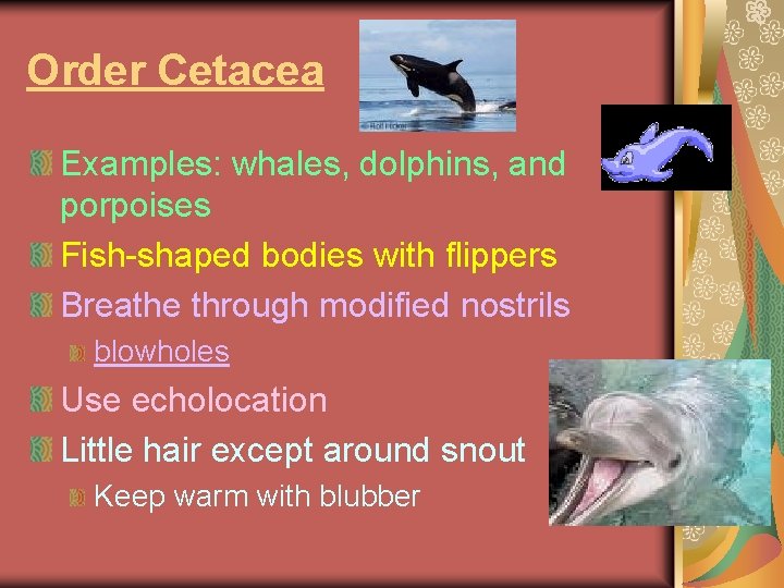 Order Cetacea Examples: whales, dolphins, and porpoises Fish-shaped bodies with flippers Breathe through modified