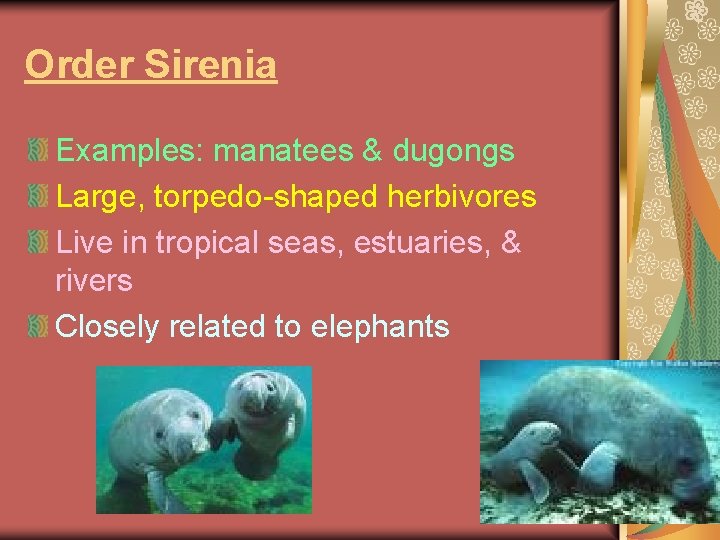 Order Sirenia Examples: manatees & dugongs Large, torpedo-shaped herbivores Live in tropical seas, estuaries,