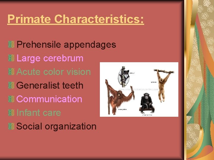 Primate Characteristics: Prehensile appendages Large cerebrum Acute color vision Generalist teeth Communication Infant care